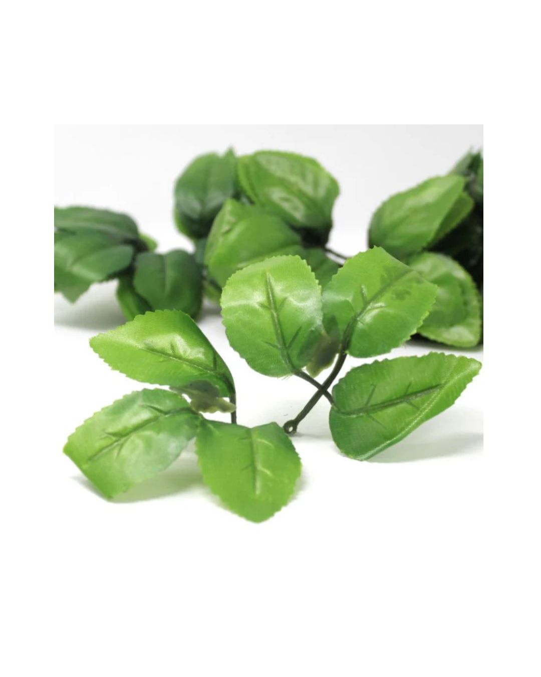 Blomblad och stjälk till tvålrosor