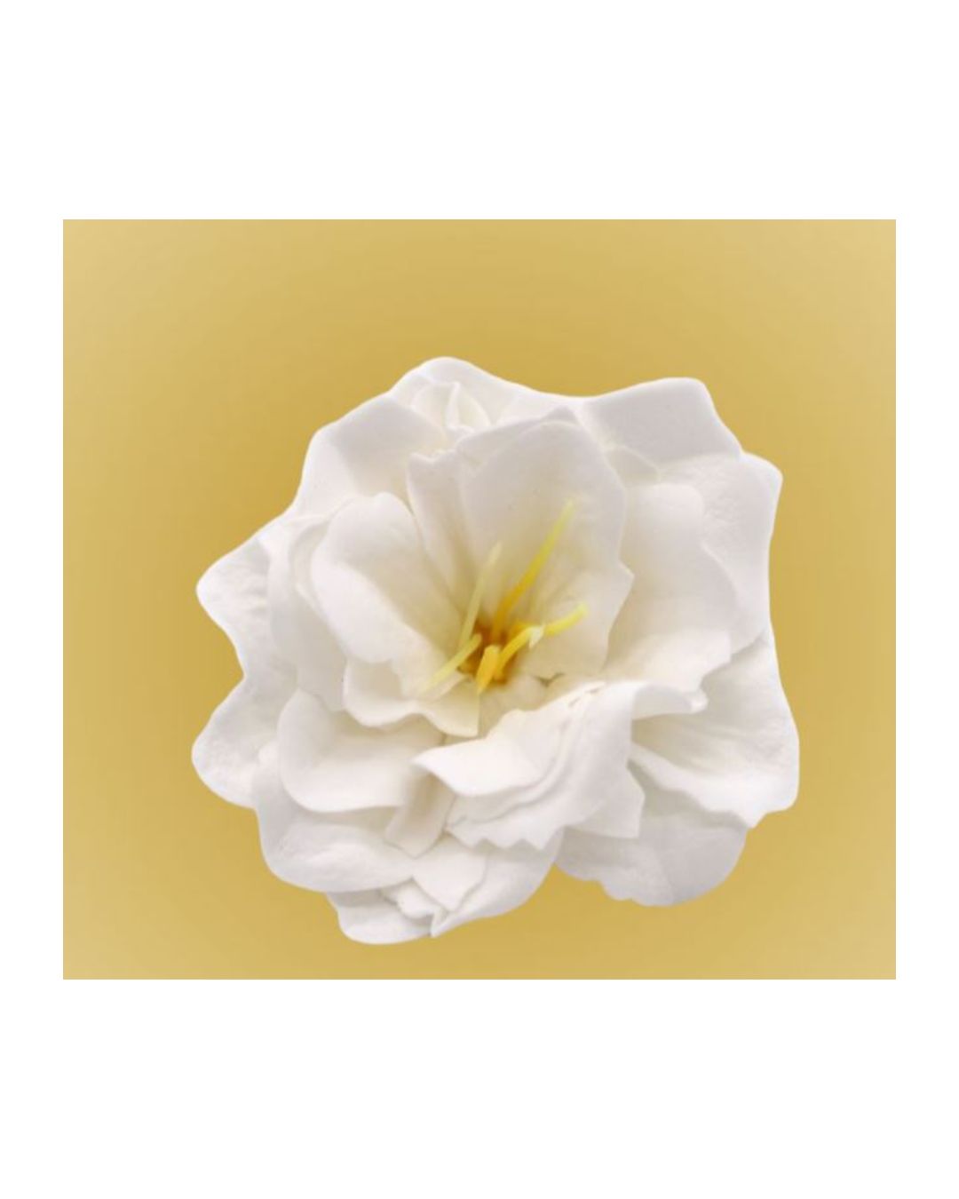 White Soap Peony