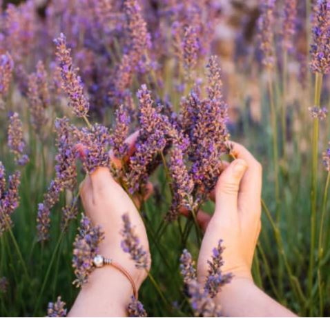 Lavendel - Hand- & Kroppstvål