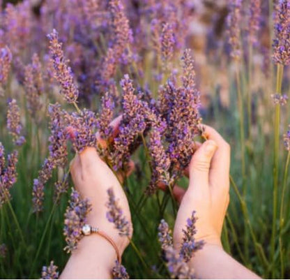 Lavendel - Hand- & Kroppstvål